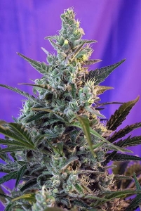 Sweet Skunk Auto Hanfsamen
