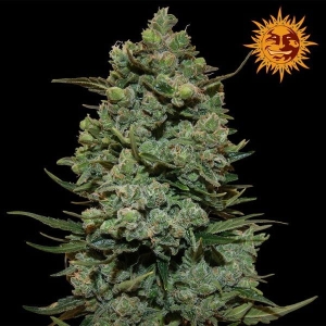Cookies Kush Hanfsamen