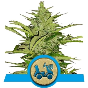 Fast Eddy Automatic CBD Hanfsamen