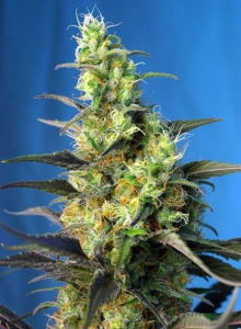 Ice Cool CBD Hanfsamen