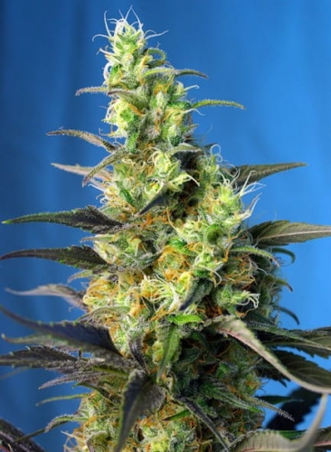 Ice Cool CBD