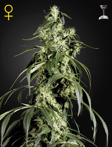 Arjan's Haze #1