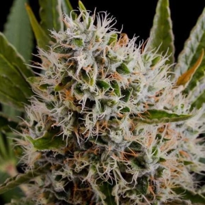 Lithium OG Kush Hanfsamen