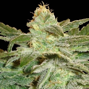 La Fruta Di Venus Auto Hanfsamen