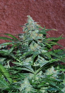 Amnesia Ryder (Auto) Hanfsamen