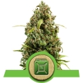 Diesel Auto