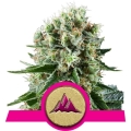 Critical Kush 