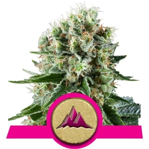 Critical Kush  Hanfsamen
