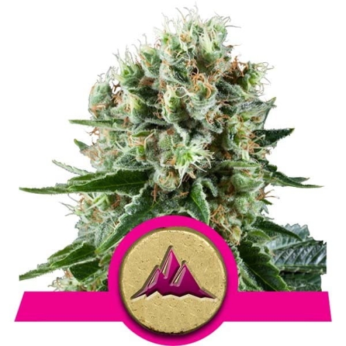 Critical Kush 