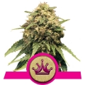 Special Queen 1 