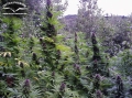 Purple#1
