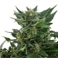 Royal Kush Auto