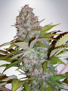 Auto Cheese NL Hanfsamen