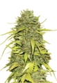 AK 47