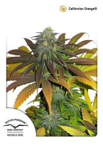 Californian Orange Hanfsamen