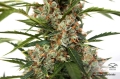 Auto Orange Bud®