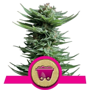 Shining Silver Haze  Hanfsamen