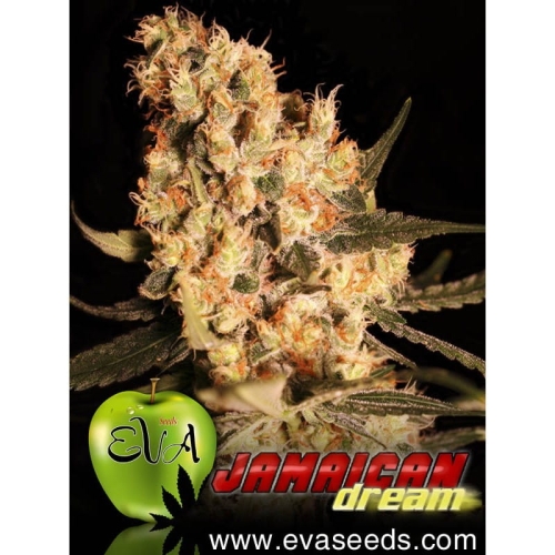 Jamaican Dream