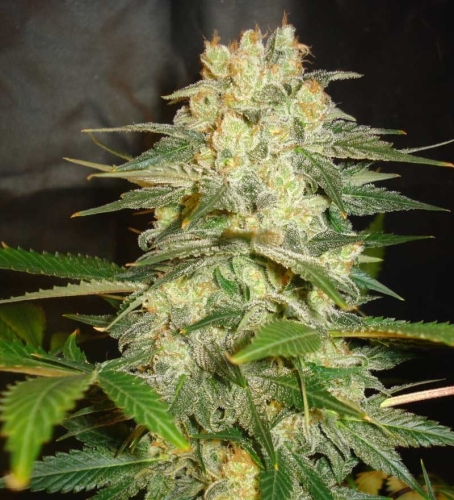Afghan Kush Ryder (Auto)