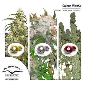 Colour Mix 3 Hanfsamen