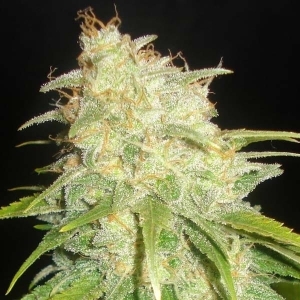 Critical Yumbolt Hanfsamen