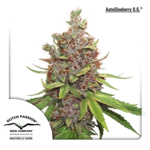 Auto Glueberry O.G. Hanfsamen