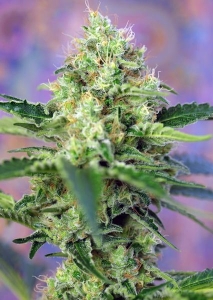 Crystal Candy Auto Hanfsamen