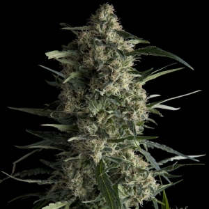 Galaxy CBD Hanfsamen