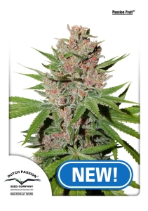 Passion Fruit® Hanfsamen