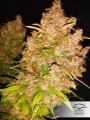 Auto Blackberry Kush