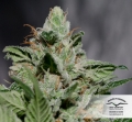 CBD Kush