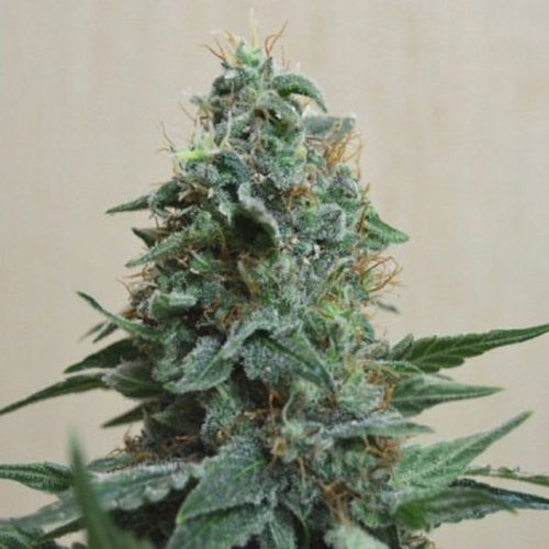 AK Kush