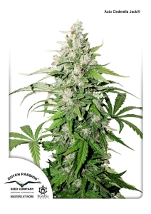 Auto Cinderella Jack Hanfsamen