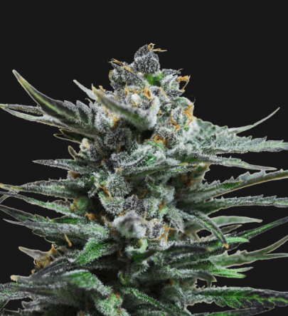 Blue Acid Auto