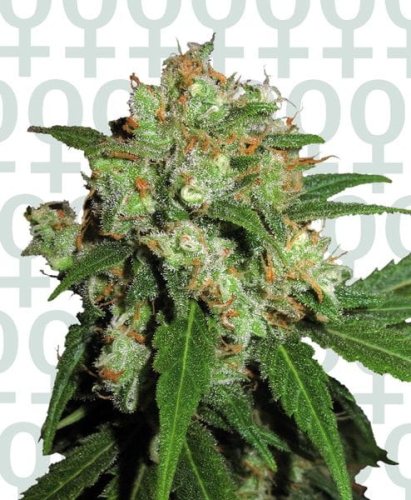Sensi Skunk®