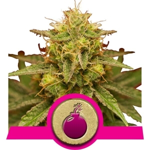Royal Domina  Hanfsamen