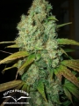Power Plant