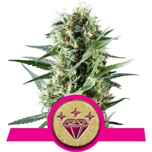 Special Kush 1  Hanfsamen