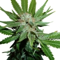 Royal Cheese (Fast Flowering) 