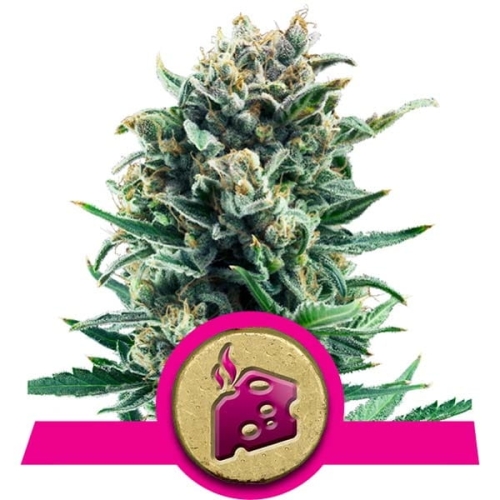 Blue Cheese 