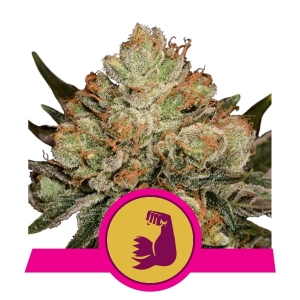 Hulkberry Hanfsamen