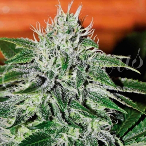 Critical Jack Herer Hanfsamen