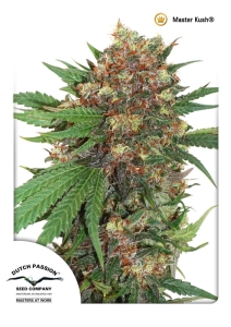 Master Kush (MasterKush) Hanfsamen