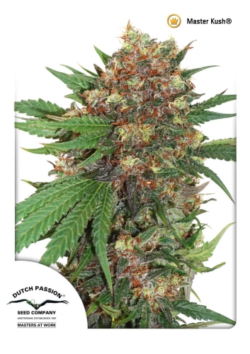 Master Kush (MasterKush)