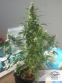 Auto Durban Poison