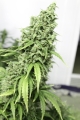 Auto Durban Poison