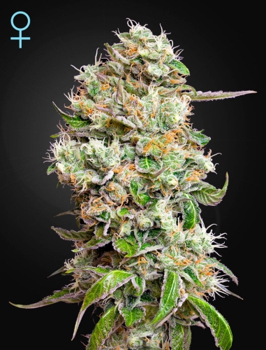 King’s Kush Auto CBD 