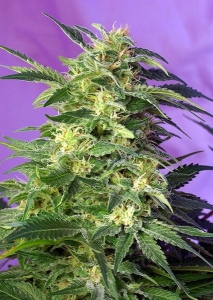 Killer Kush Auto Hanfsamen