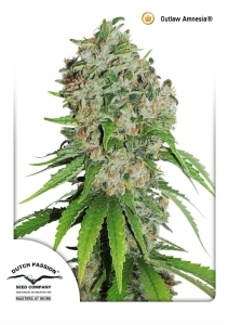 OutLaw (Amnesia) Hanfsamen