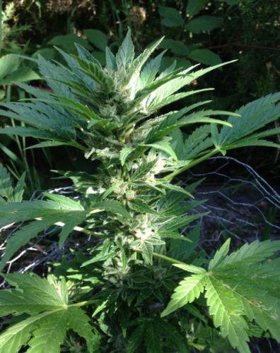 Auto Haze